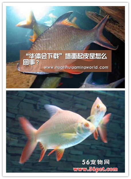 “华体会下载”墙面起皮是怎么回事?(图2) 华体会平台